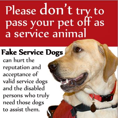 Fake service dogs hurt the reputation and acceptance of real teams graphic