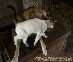 Photo of a cat pushing into dog's personal space