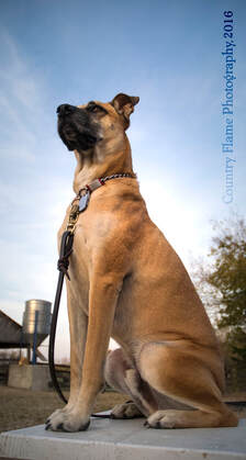 Photo of Robbie sitting up proud, a blue sky against the background